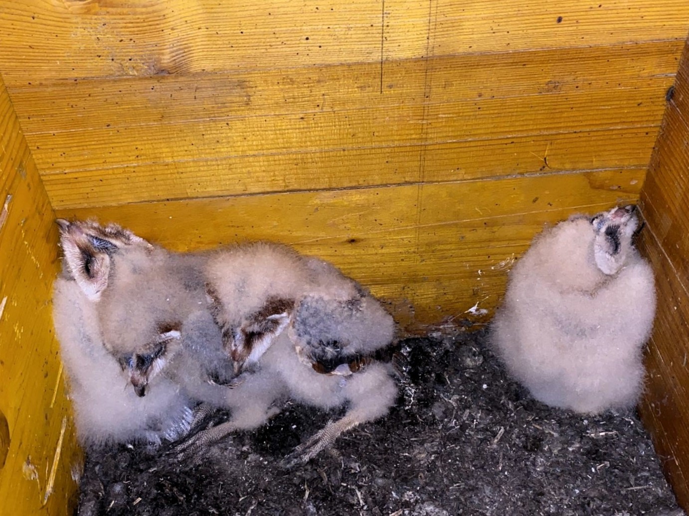 Schleiereulen bei der Anna Zemp-Stiftung