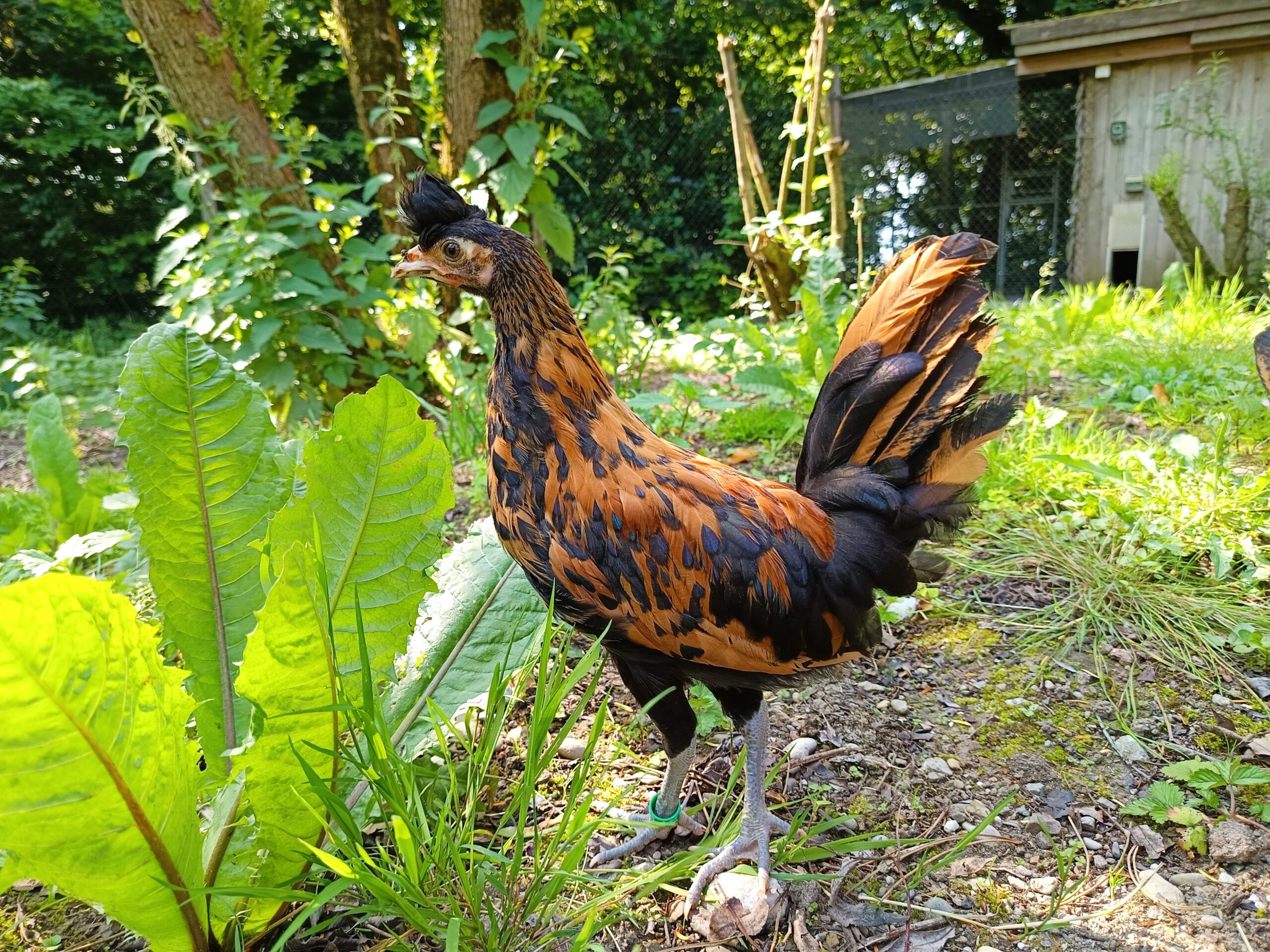 Appenzeller Spitzhauben in Nahaufnahme bei der Anna Zemp-Stiftung