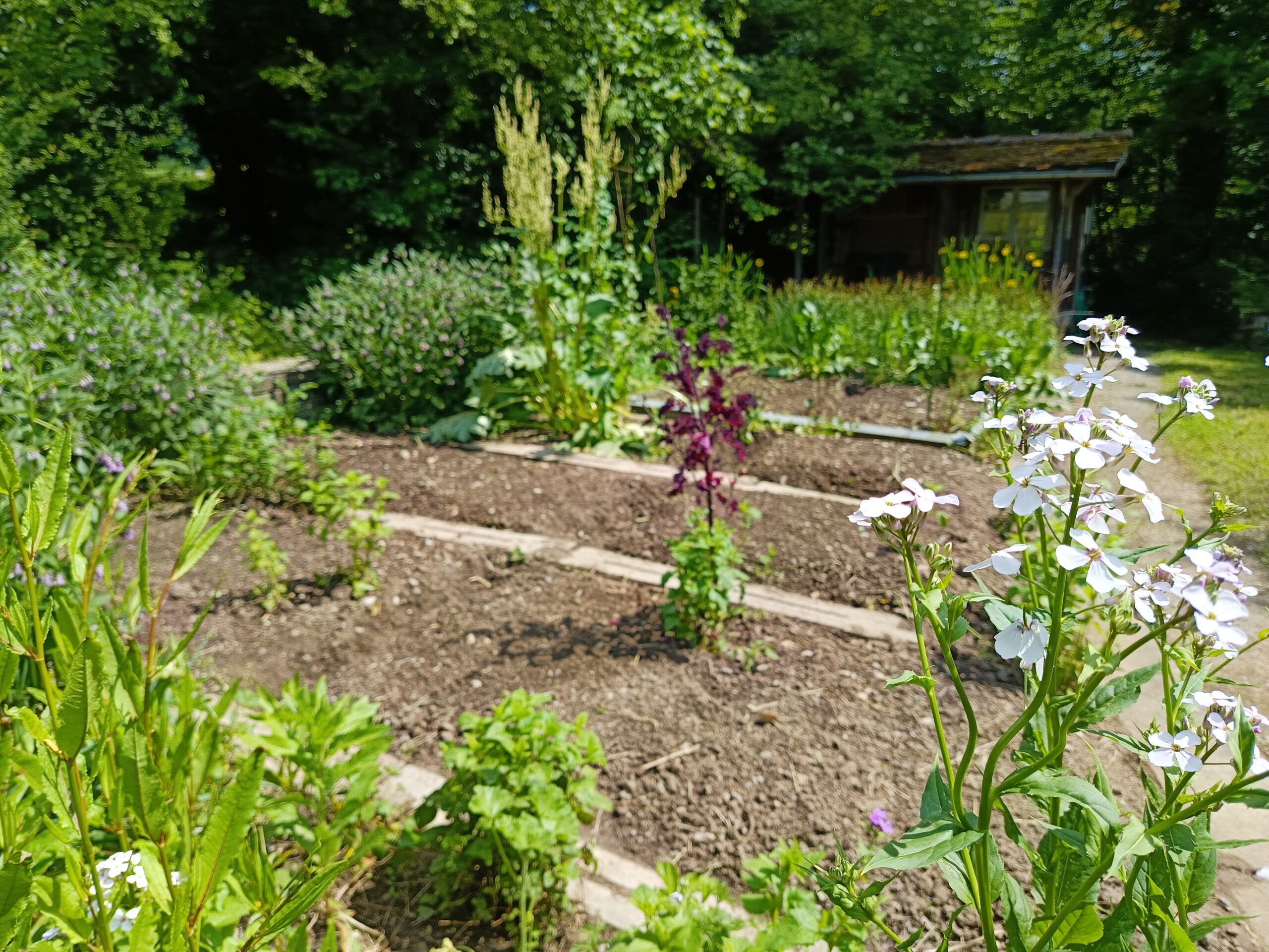 Modellprojekt Kleinraum-Garten von Bioterra im Anna Zemp Naturgarten