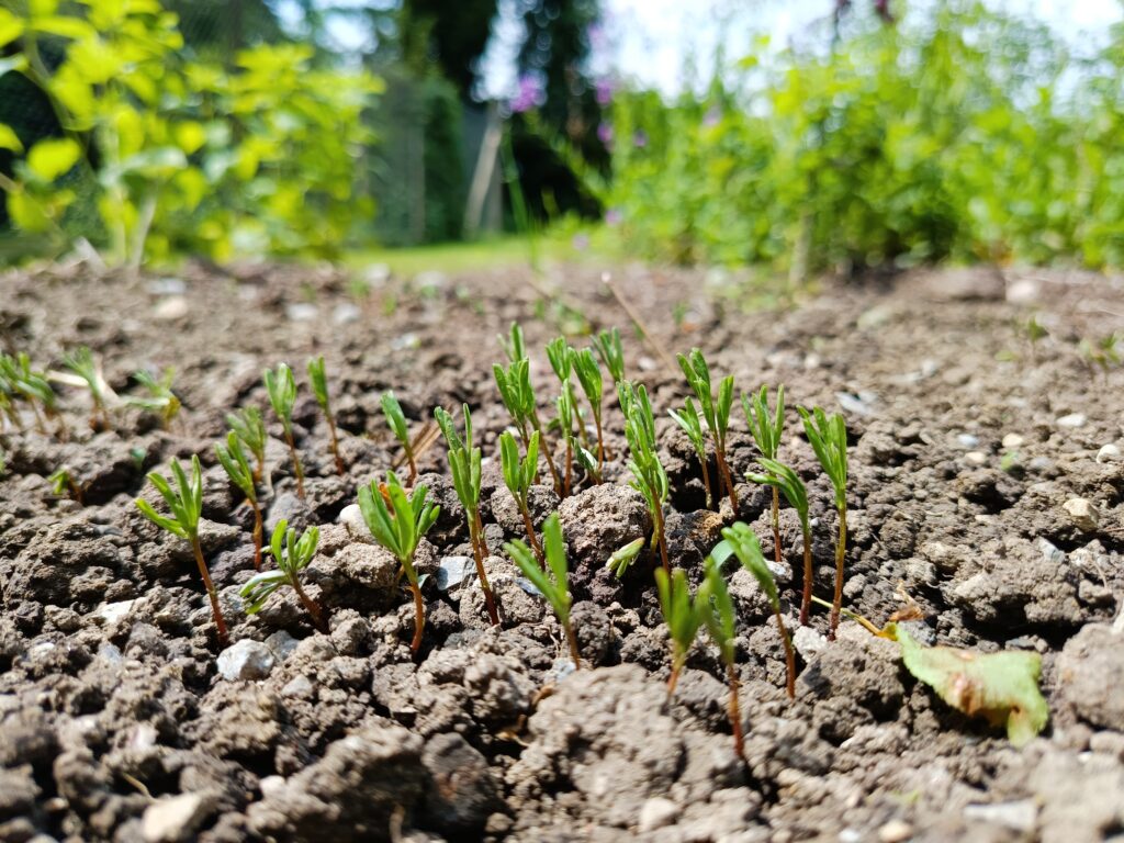 Erste Pflanzen im Modellprojekt Kleinraum-Garten von Bioterra