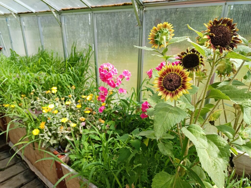 Blütenfülle im Klimagarten 2085 der Anna Zemp-Stiftung