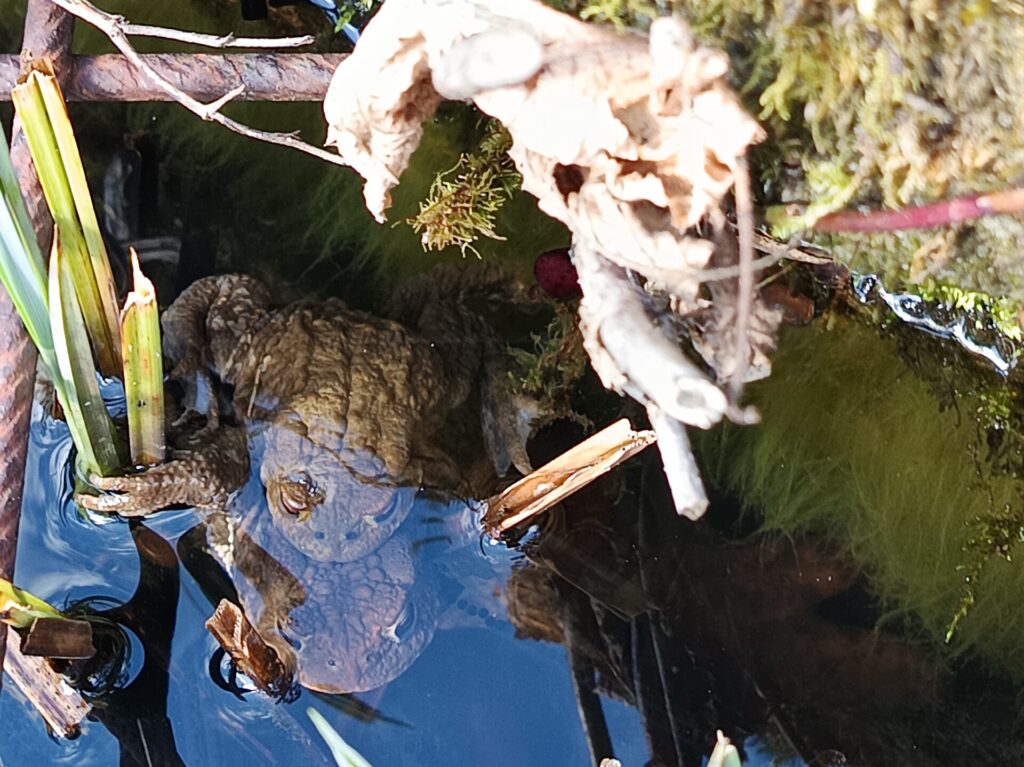 Die Erdkröten sind los