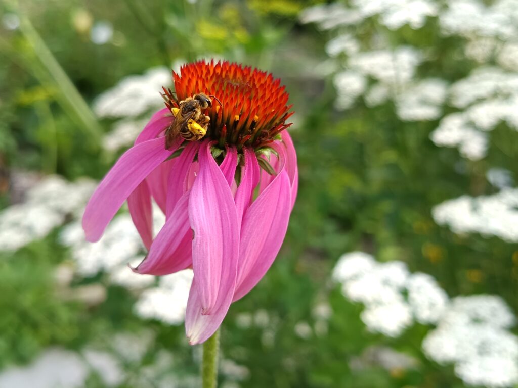 Farbenpracht im Naturgarten