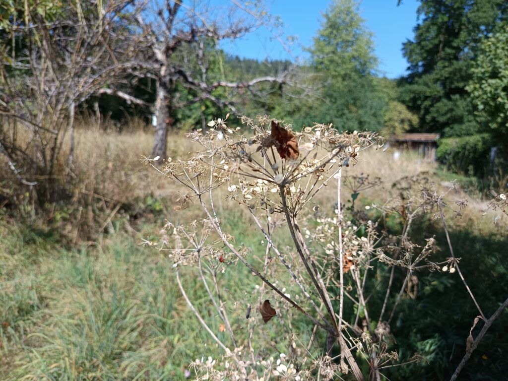 Aktueller Ein-Blick in unseren Naturgarten